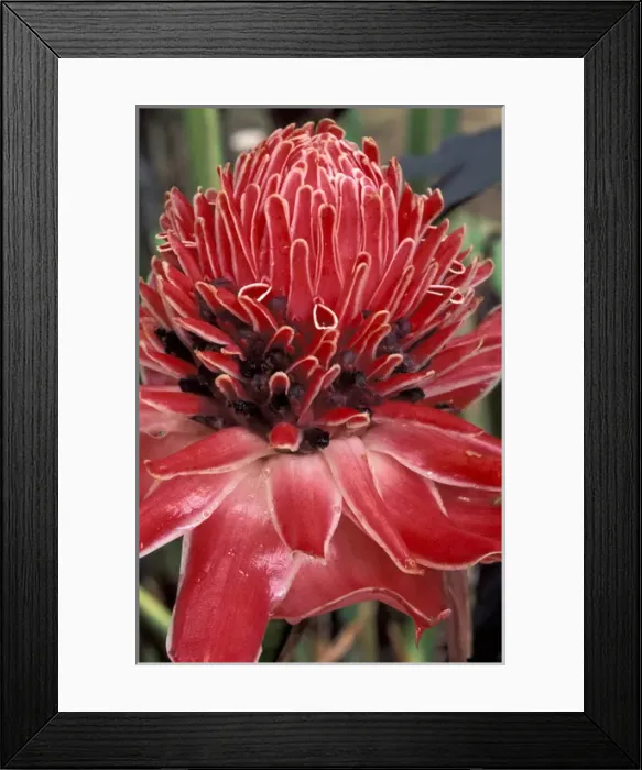 Framed Print : SA, Peru, Napo River Region. Ginger flower in bloom