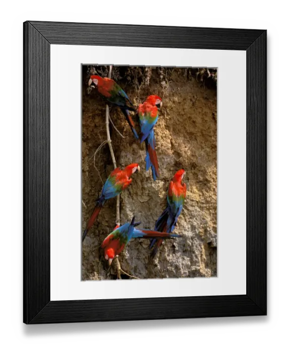 Framed Print : South America, Peru, Rainforest. Scarlet Macaws (Ara macao) Framed Print : South America, Peru, Rainforest. Scarlet Macaws (Ara macao)