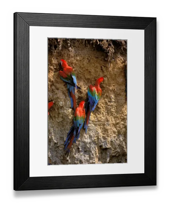 Framed Print : South America, Peru, Manu National Park, Rainforest. Scarlet Macaws (Ara macao)