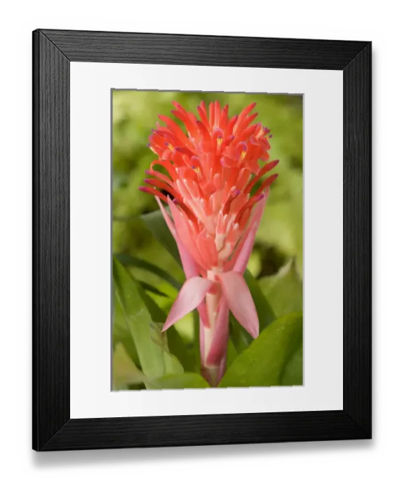 Framed Print : South America, Peru, Manu NP. Bromeliads flower ( Guzmania fam. ) Framed Print : South America, Peru, Manu NP. Bromeliads flower ( Guzmania fam. )