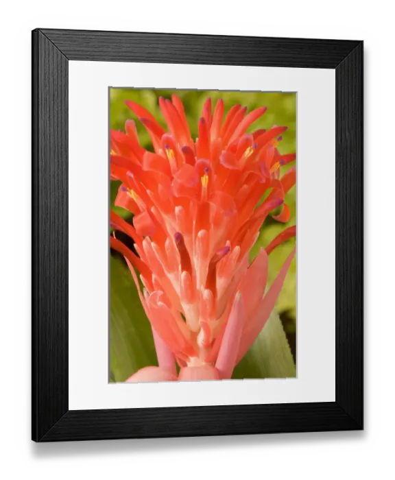 Framed Print : South America, Peru, Manu NP. Bromeliads flower (Guzmania fam. ) Framed Print : South America, Peru, Manu NP. Bromeliads flower (Guzmania fam. )