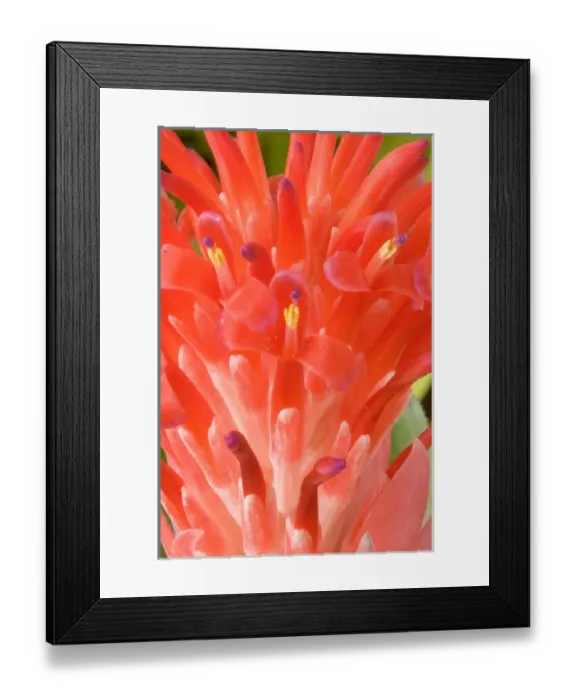 Framed Print : South America, Peru, Manu NP. Bromeliads flower ( Guzmania fam. ) Framed Print : South America, Peru, Manu NP. Bromeliads flower ( Guzmania fam. )