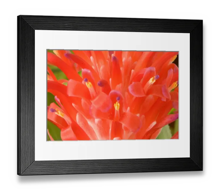 Framed Print : South America, Peru, Manu NP. Bromeliads flower ( Guzmania fam. ) Framed Print : South America, Peru, Manu NP. Bromeliads flower ( Guzmania fam. )