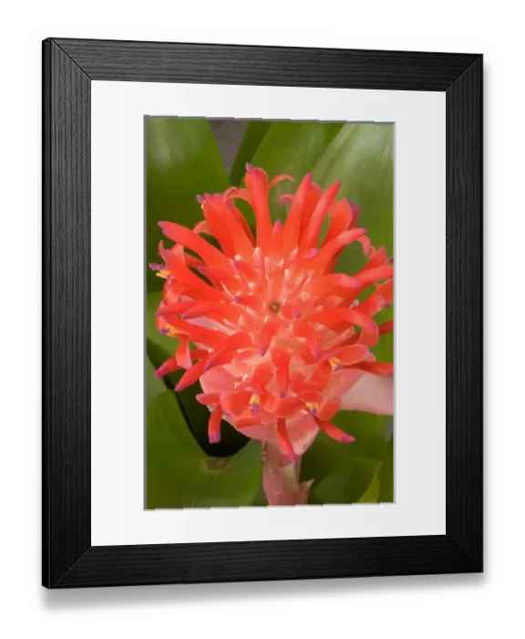 Framed Print : South America, Peru, Manu NP. Bromeliads flower ( Guzmania fam. ) Framed Print : South America, Peru, Manu NP. Bromeliads flower ( Guzmania fam. )