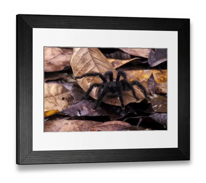 Framed Print : South America, Peru, Manu River Region. Tarantula