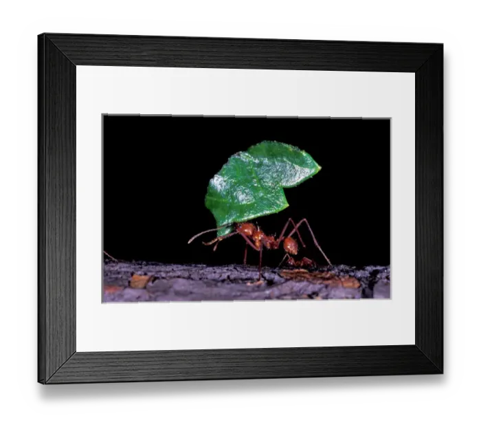 Framed Print : South America, Peru, Napo River National Park. Leaf cutter ant Framed Print : South America, Peru, Napo River National Park. Leaf cutter ant