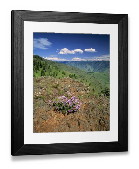 Framed Print : USA, Oregon, Hells Canyon NRA. Colorful penstemon grow above Hells Canyon NRA Framed Print : USA, Oregon, Hells Canyon NRA. Colorful penstemon grow above Hells Canyon NRA