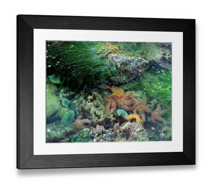 Framed Print : USA, Oregon, Nepture SP. Starfish and sea anemone co-exist in Neptune State Park near Cape Perpetua