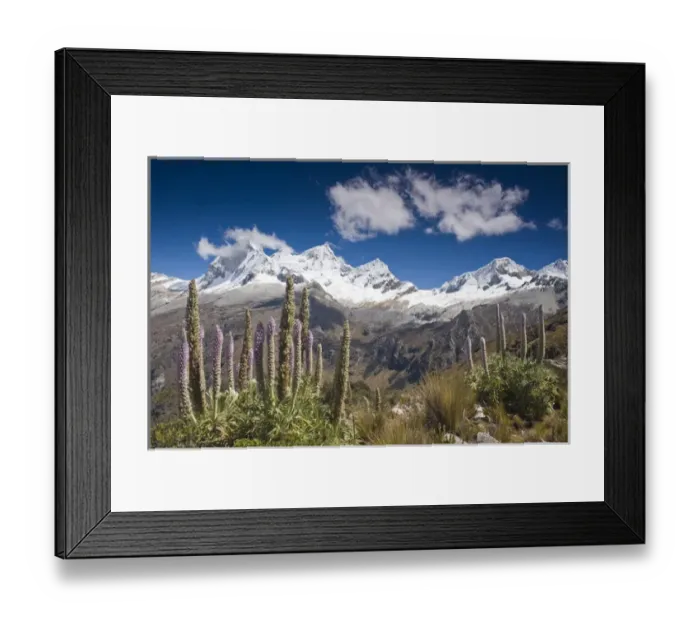 Framed Print : Taulli Macho, Giant Lupine, Lupinus weberbauerii, herbaceous plant grows at 13, 000 to 15 Framed Print : Taulli Macho, Giant Lupine, Lupinus weberbauerii, herbaceous plant grows at 13, 000 to 15