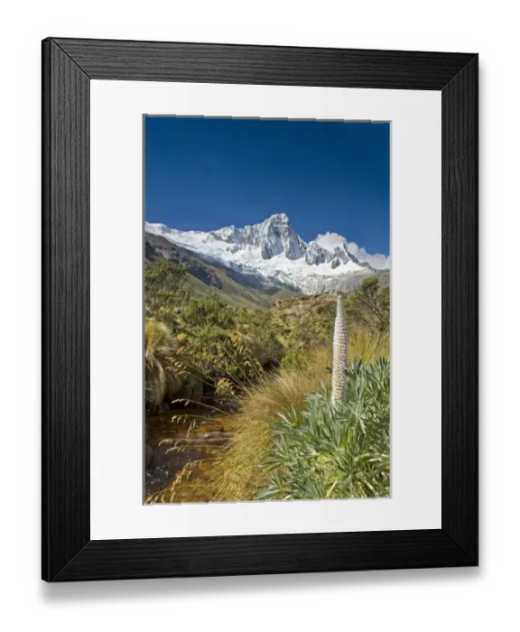 Framed Print : Taulli Macho, Giant Lupine, Lupinus weberbauerii, plant grows at 13, 000 to 15, 000 feet Framed Print : Taulli Macho, Giant Lupine, Lupinus weberbauerii, plant grows at 13, 000 to 15, 000 feet