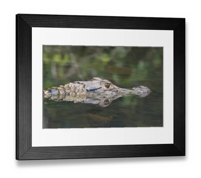 Framed Print : Black Caiman, (Melanosuchus niger) Oxbow Lake, Manu National Park, Amazon Basin, UNESCO
