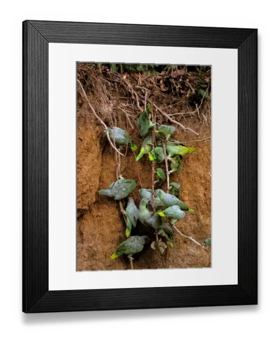 Framed Print : South America, Peru, Napo River. Mealy Parrot (Amazona Farinosa)
