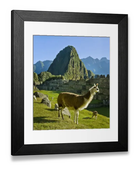 Framed Print : Ancient Machu Picchu, last refuge of the vanished Inca civilization in the Andes Mountains Framed Print : Ancient Machu Picchu, last refuge of the vanished Inca civilization in the Andes Mountains