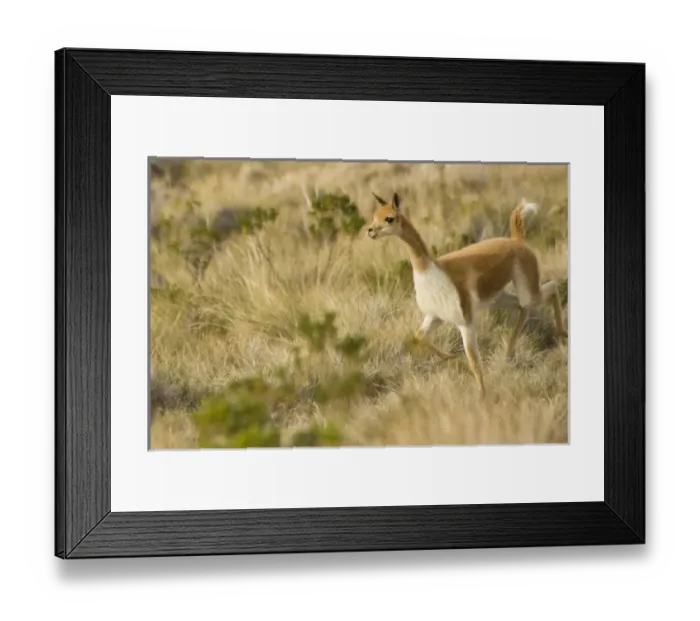 Framed Print : Vicuna (Vicugna vicugna) in grass, Vicuna, Suasi Island (also known as Isla Suasi) Framed Print : Vicuna (Vicugna vicugna) in grass, Vicuna, Suasi Island (also known as Isla Suasi)