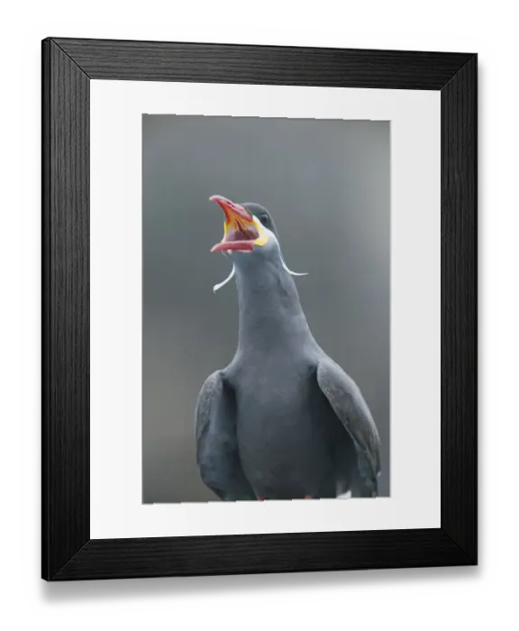 Framed Print : Peru, Pucusana, Inca Tern (Larosterna inca) WILD portrait Framed Print : Peru, Pucusana, Inca Tern (Larosterna inca) WILD portrait