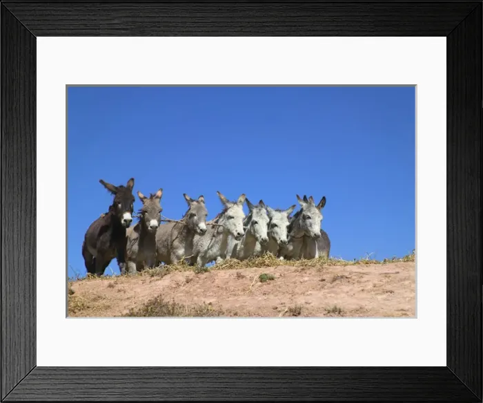 Framed Print : Donkeys running on barley to thrash, Sacred Valley, Cusco area, Peru