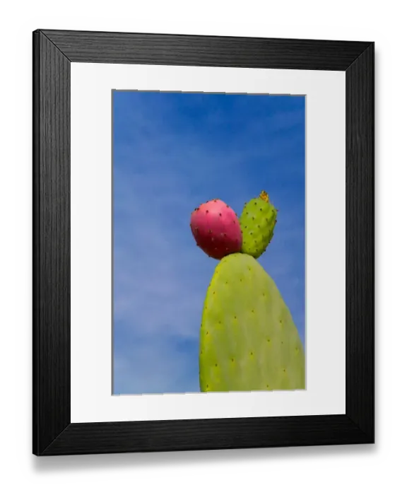 Framed Print : Cactus in the desert, Peru Framed Print : Cactus in the desert, Peru