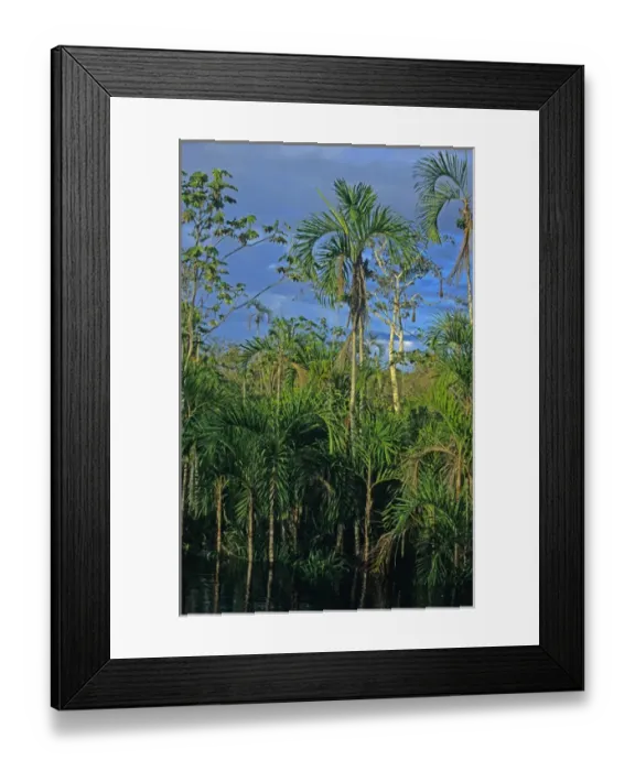 Framed Print : South America; Peru; Amazon River Framed Print : South America; Peru; Amazon River