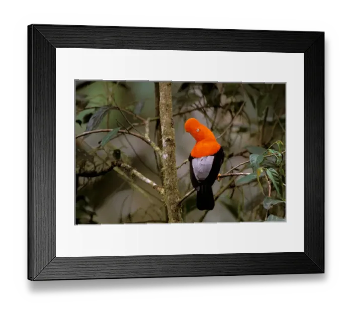Framed Print : South America, Peru, Manu Cloud Forest. Andean Cock-of-the-Rock (Rupicola peruviana) Framed Print : South America, Peru, Manu Cloud Forest. Andean Cock-of-the-Rock (Rupicola peruviana)