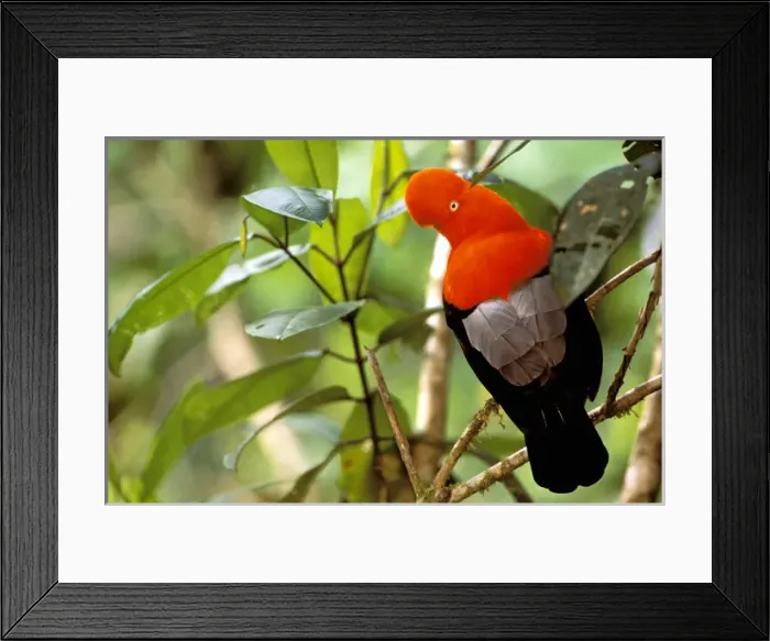 Framed Print : South America, Peru, Manu Cloud Forest. Andean Cock-of-the-Rock (Rupicola peruviana)