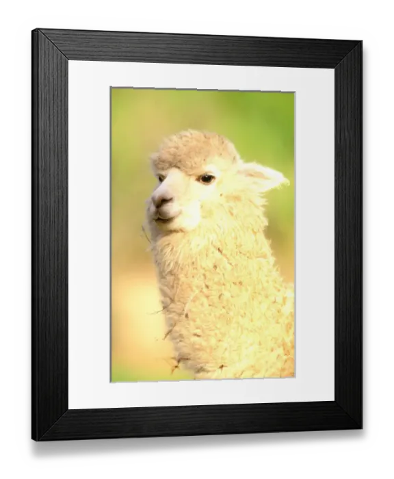 Framed Print : South America, Peru, Urubamba Valley. Alpaca (Lama pacos)