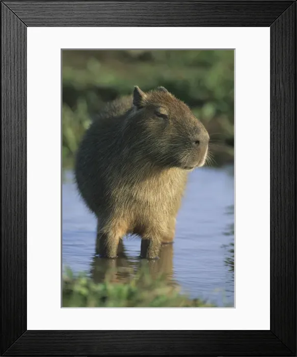 Framed Print : Capybara, (Hydrochaeris hydrochaeris), worlds largest rodent, Llanos, Venezuela