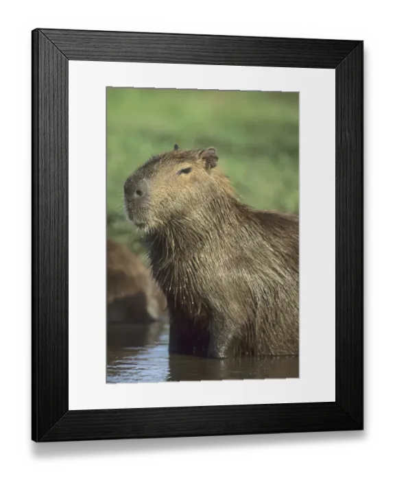 Framed Print : Capybara, (Hydrochaeris hydrochaeris), worlds largest rodent; Llanos, Venezuela Framed Print : Capybara, (Hydrochaeris hydrochaeris), worlds largest rodent; Llanos, Venezuela