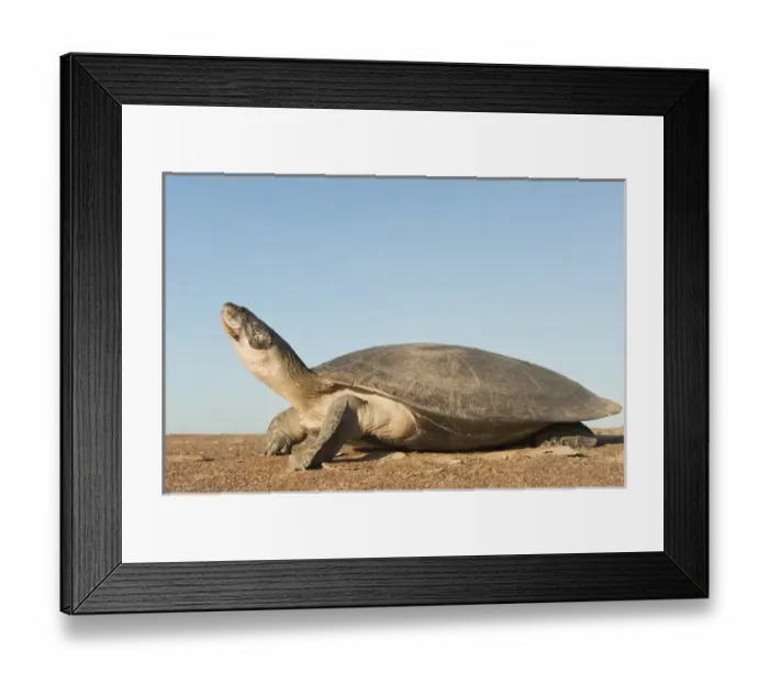 Framed Print : Giant River Turtle (Podocnemis expansa) after laying eggs and ID marked returns to river