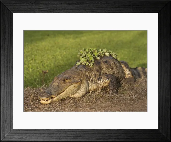 Framed Print : Brown Caiman (Caiman crocodilus fuscus) - subspecies of Caiman crocodilus & Water Lettuce Framed Print : Brown Caiman (Caiman crocodilus fuscus) - subspecies of Caiman crocodilus & Water Lettuce