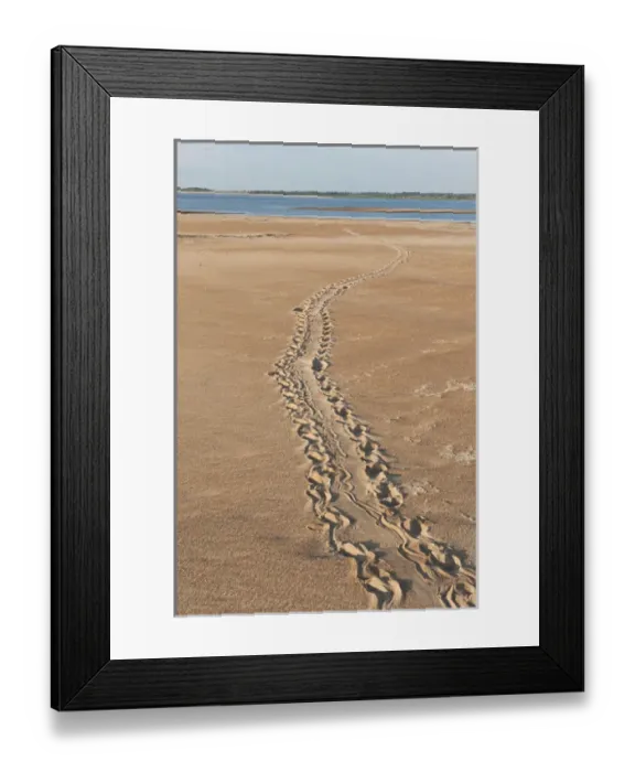 Framed Print : Giant River Turtle Tracks (Podocnemis expansa) CITES II VULNERABLE Framed Print : Giant River Turtle Tracks (Podocnemis expansa) CITES II VULNERABLE