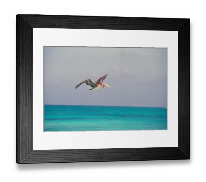 Framed Print : South America, Venezuela, Los Roques, Crasqui. Pelican in flight Framed Print : South America, Venezuela, Los Roques, Crasqui. Pelican in flight