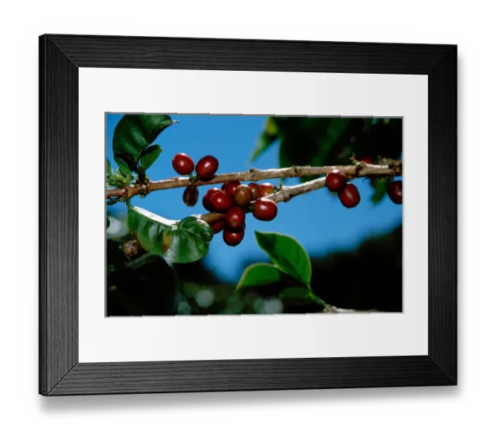 Framed Print : Central America, Panama, Chiriqui Province, Boquete, Finca Lerida. Private coffee plantation Framed Print : Central America, Panama, Chiriqui Province, Boquete, Finca Lerida. Private coffee plantation