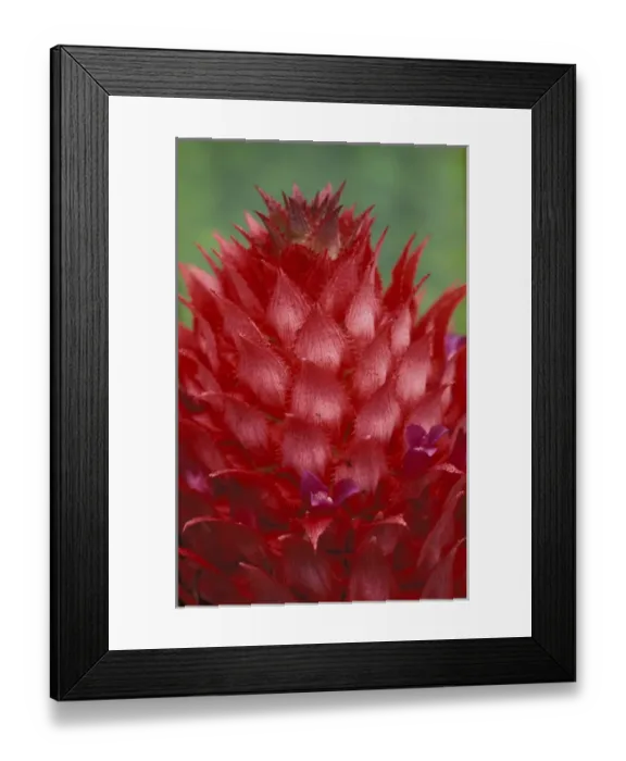 Framed Print : Brazil, Amazon Region. Wild Pineapple Bromeliad. (Ananas bracteatus) Framed Print : Brazil, Amazon Region. Wild Pineapple Bromeliad. (Ananas bracteatus)
