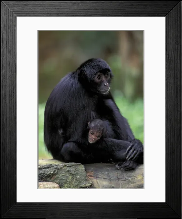 Framed Print : South America, Amazon. Black Spider Monkey (Ateles paniscus)