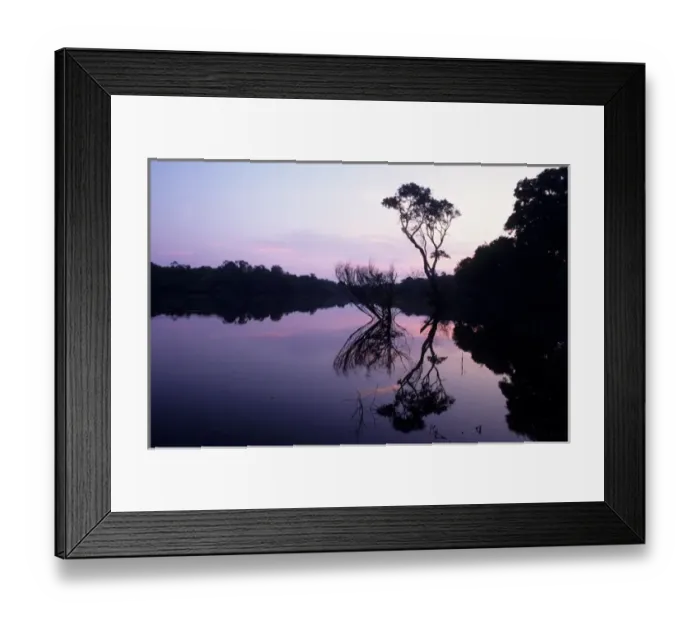 Framed Print : Amazon; rainforest in silhouette with a single tree on a forested river bank reflected Framed Print : Amazon; rainforest in silhouette with a single tree on a forested river bank reflected