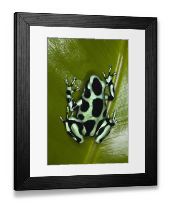 Framed Print : Green and Black Dart Frog, Dendrobates auratus, Costa Rica Framed Print : Green and Black Dart Frog, Dendrobates auratus, Costa Rica