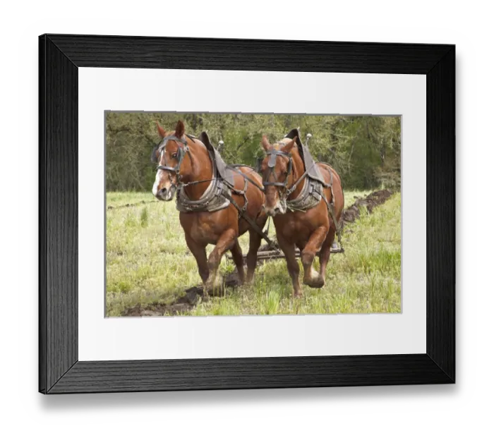 Framed Print : USA, Oregon, Champoeg State Park, Belgian team plowing during plowing competition