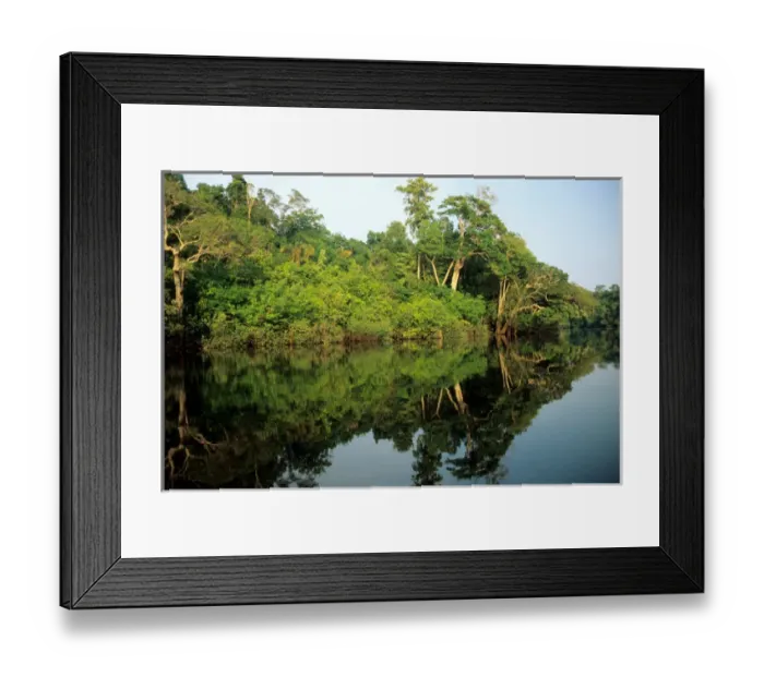 Framed Print : Amazon; rainforest river bank reflected in the water of the river Framed Print : Amazon; rainforest river bank reflected in the water of the river