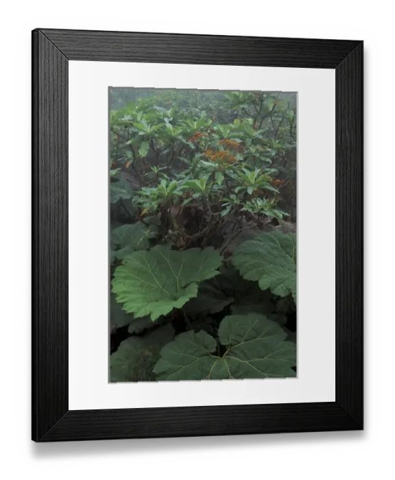 Framed Print : CENTRAL AMERICA, Costa Rica Native vegitation
