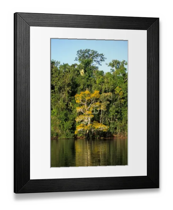 Framed Print : Amazon; rainforest river bank reflected in the water of the river Framed Print : Amazon; rainforest river bank reflected in the water of the river