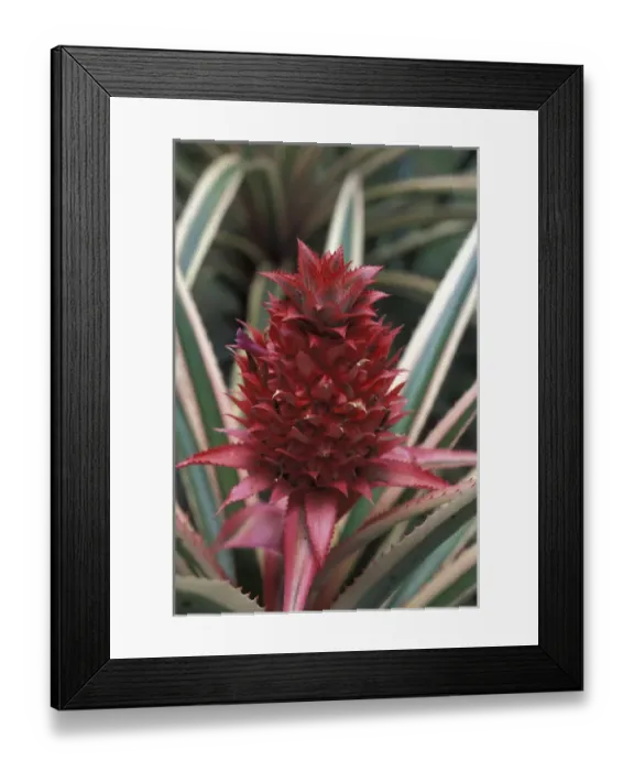 Framed Print : Central America, Costa Rica, San Vito. Wilson Botanical Gardens. Red pineapple bromeliad