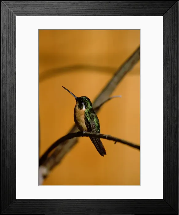Framed Print : Central America - Costa Rica - San Gerardo Valley, Sevegre area, Talamanca Mountains