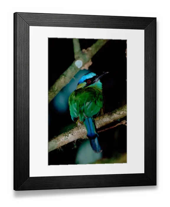 Framed Print : Central America - Costa Rica - San Vito - Wilson Botanical Gardens - Blue-crowned