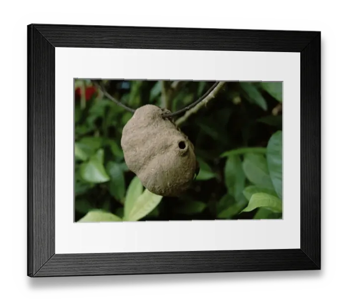 Framed Print : Central America - Costa Rica - Dominical - Mud wasp nest built on lone twig