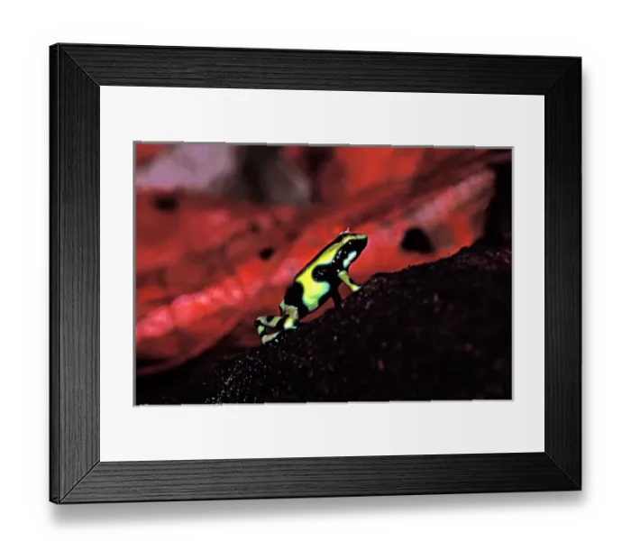 Framed Print : Green and Black Poison Dart Frog (Dendrobates auratus) A green and black frog of