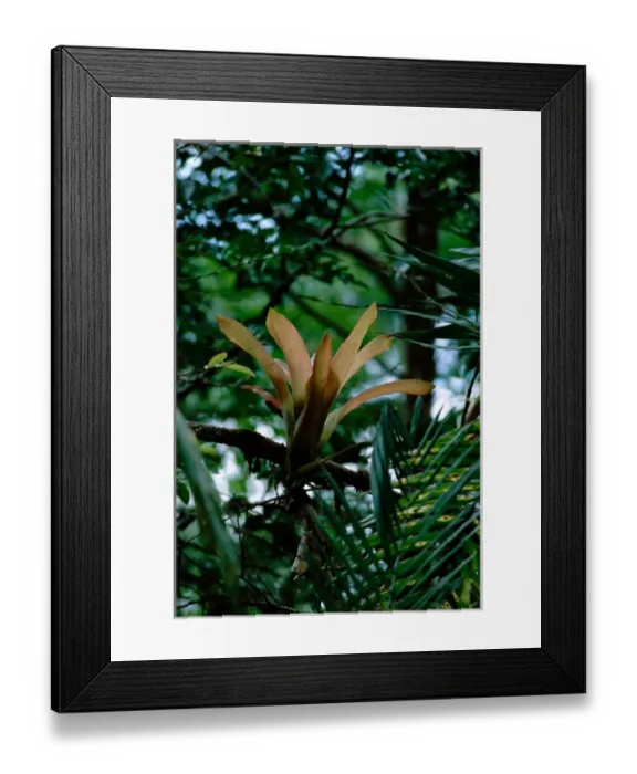 Framed Print : Central America - Costa Rica - San Vito, Wilson Botanical Gardens - Bromeliad Framed Print : Central America - Costa Rica - San Vito, Wilson Botanical Gardens - Bromeliad