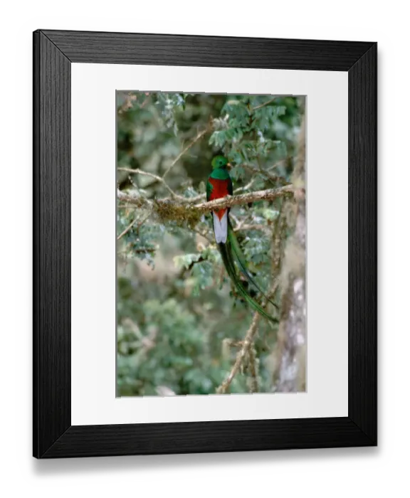 Framed Print : Central America - Costa Rica - San Gerardo Valley, Sevegre, Talamanca Mountains Framed Print : Central America - Costa Rica - San Gerardo Valley, Sevegre, Talamanca Mountains
