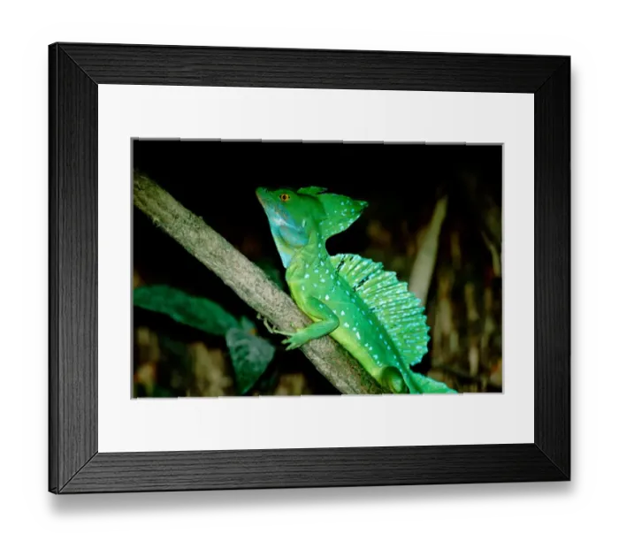 Framed Print : Central America, Costa Rica, Caribbean, Tortuguero National Park (aka Parque Nacional Tortuguero)