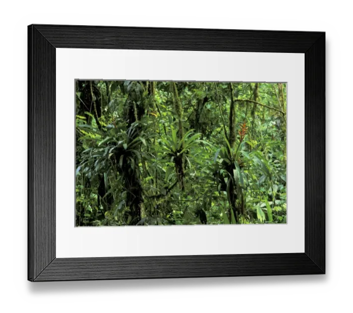 Framed Print : CA, Costa Rica, Parque National Braulio Carillo, La Selva Biological Station