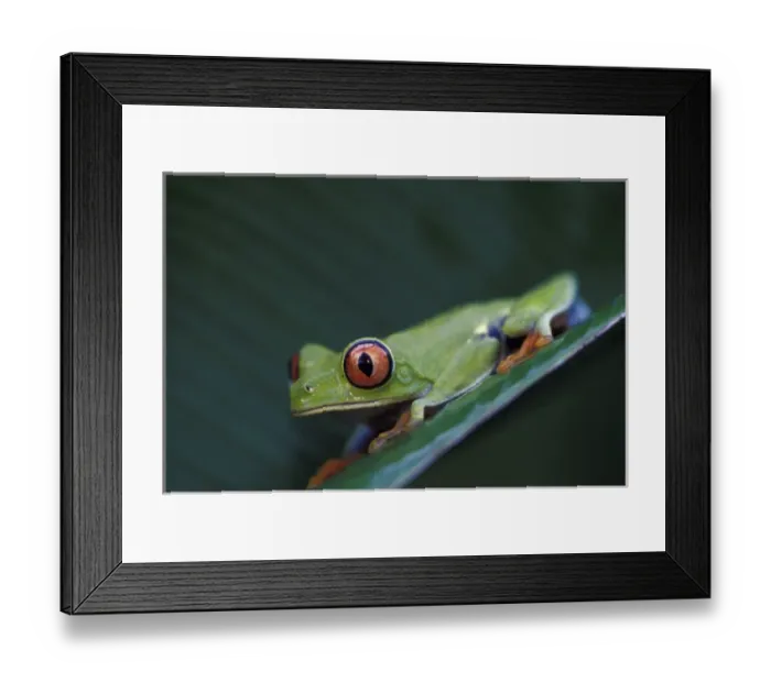 Framed Print : CA, Costa Rica, Tortugero Red-eyed tree frog Framed Print : CA, Costa Rica, Tortugero Red-eyed tree frog